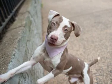 A baby medium-sized male Mixed Breed dog named August for adoption in New York, NY