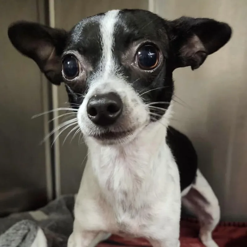 An adult small-sized male White / Cream Chihuahua dog named Poe for adoption in Graham, WA