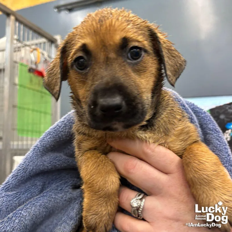 A baby large-sized male Retriever dog named Longan for adoption in Washington, DC