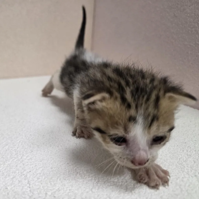 A baby small-sized male White Domestic Short Hair cat named Goose for adoption in Jupiter, FL