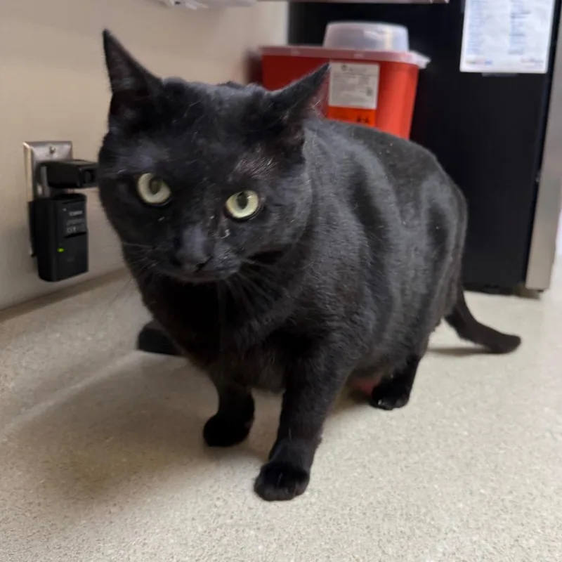 An adult extra large-sized female Black Domestic Short Hair cat named Winter for adoption in Great Falls, MT