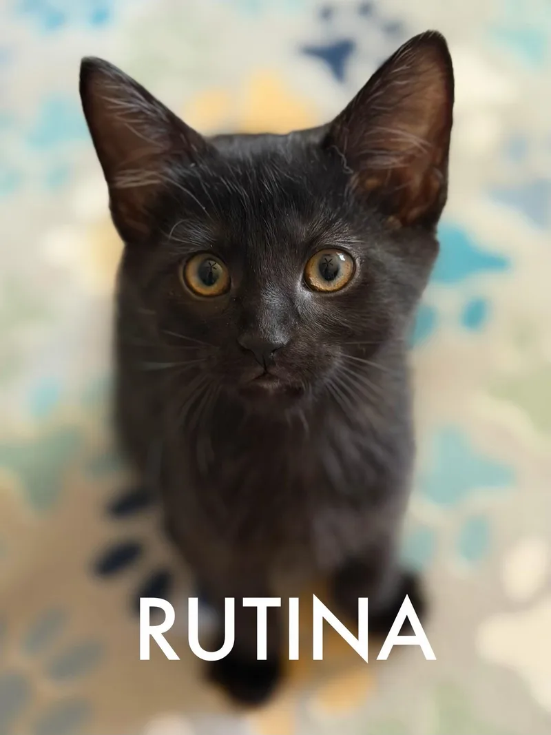 A baby medium-sized female Domestic Medium Hair cat named Rutina for adoption in Collierville, TN