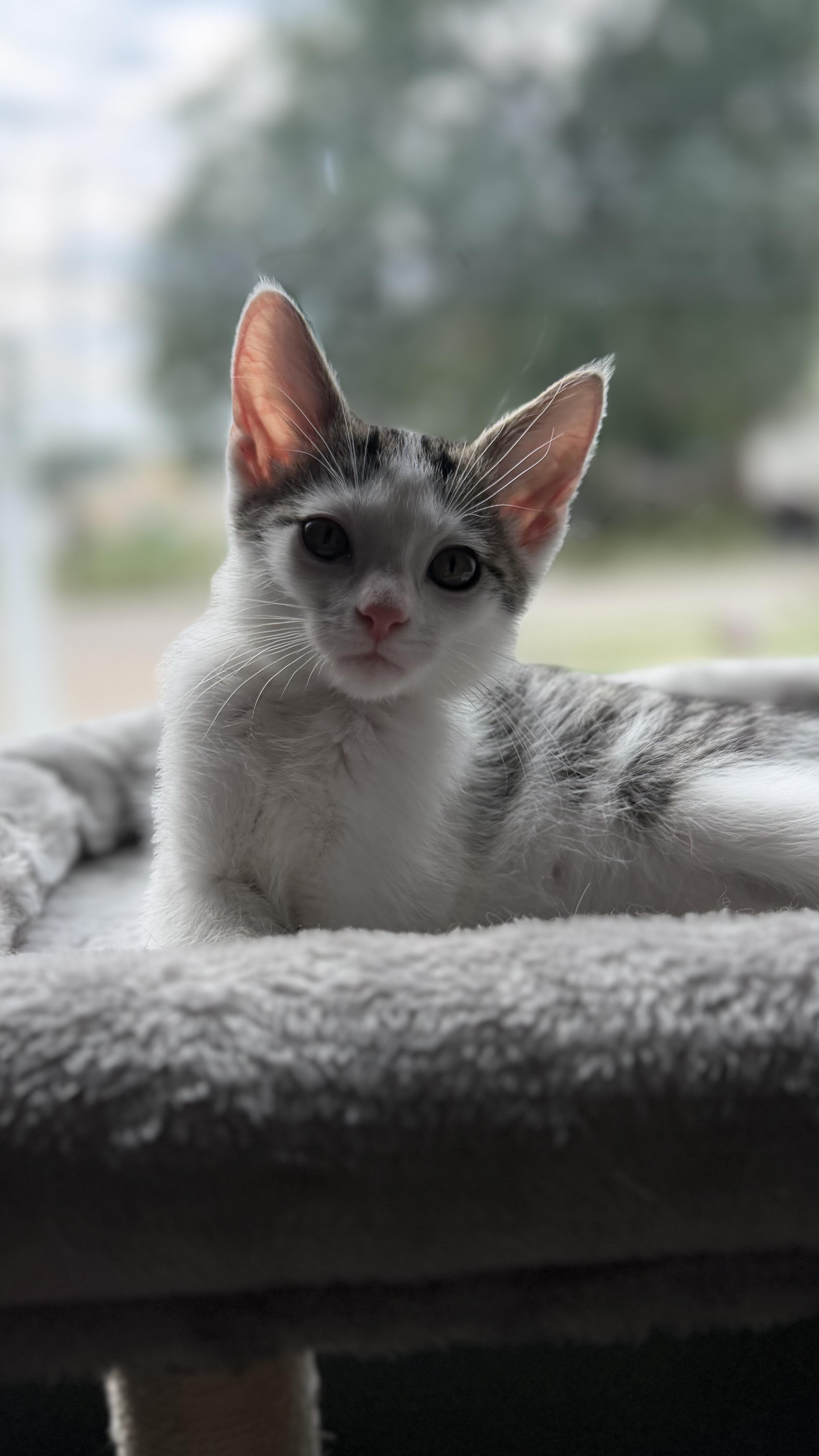 A baby medium-sized male Gray & White American Shorthair cat named Lou for adoption in Massillon, OH