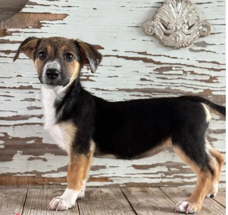 A young medium-sized female Bicolor Shepherd dog named Ada for adoption in Carrollton, TX