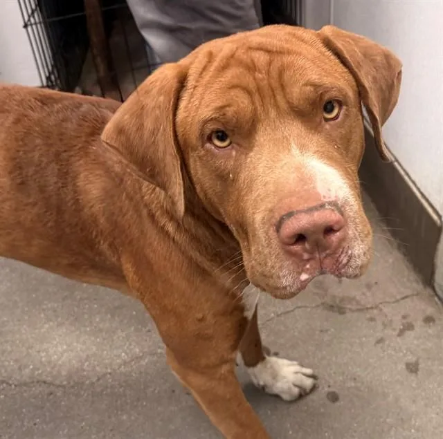 An adult large-sized male Shar-Pei dog named Buddy for adoption in Tucson, AZ