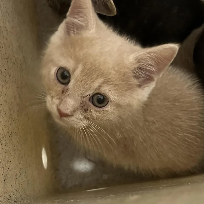 A baby small-sized male Orange / Red Domestic Short Hair cat named Illumi for adoption in Philadelphia, PA