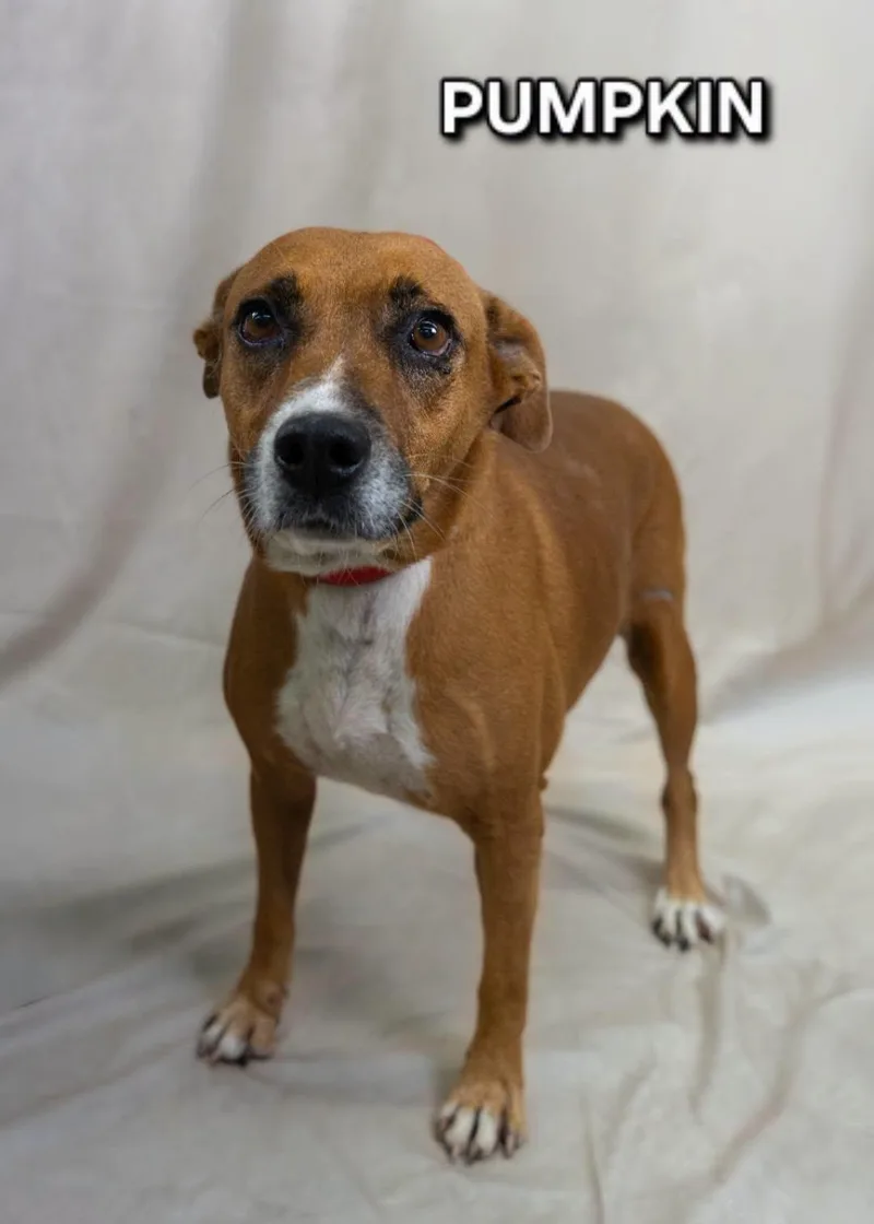 An adult medium-sized female Golden Mixed Breed dog named Pumpkin for adoption in Tucson, AZ
