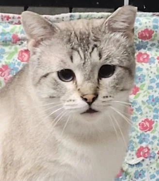 An adult medium-sized male Siamese cat named Gandalf for adoption in Shawnee, KS