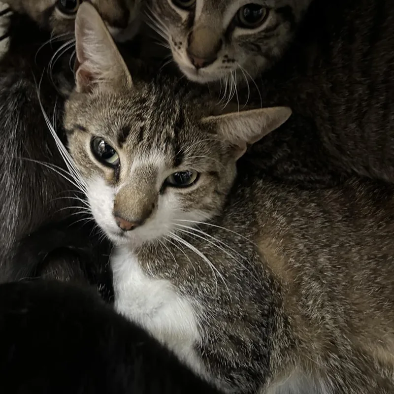 An adult medium-sized female Brown / Chocolate Domestic Short Hair cat named Rosey for adoption in Point Richmond, CA