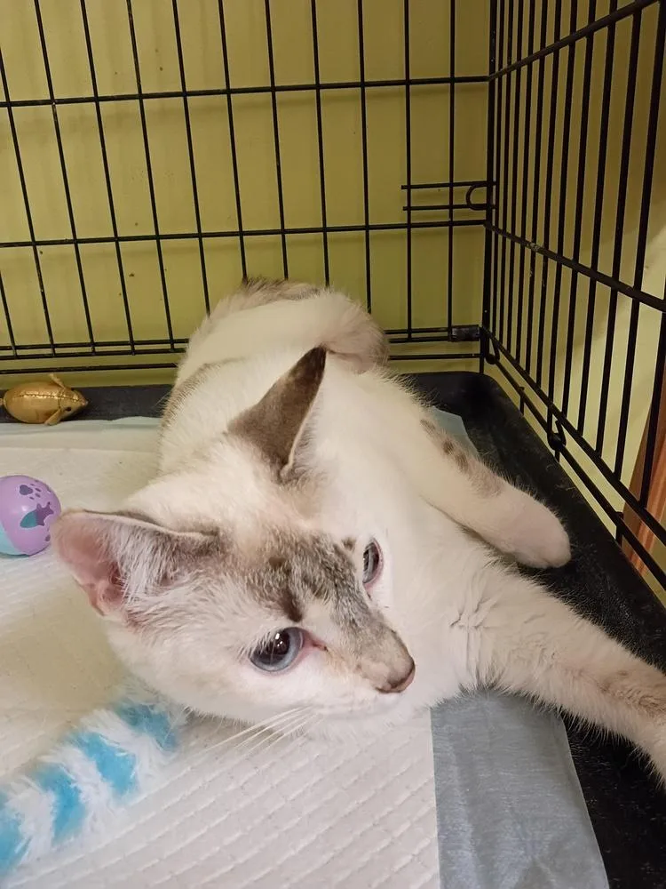A baby medium-sized female Black & White / Tuxedo Domestic Medium Hair cat named Basil for adoption in Kannapolis, NC