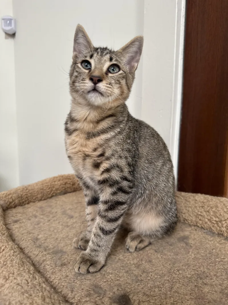 A baby medium-sized male Tabby cat named Pepe for adoption in Lawrenceville, GA