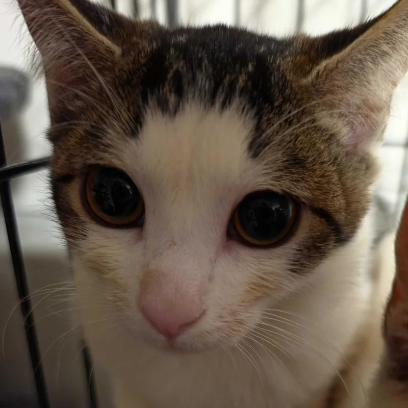 A baby small-sized male American Shorthair cat named Mochi for adoption in Grantsville, UT