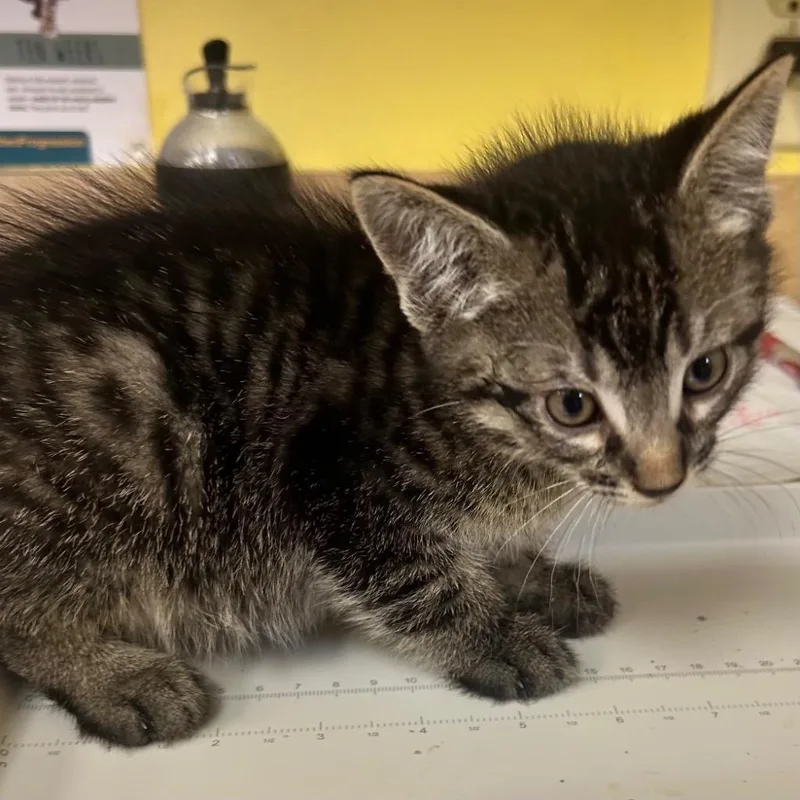 A baby small-sized male Domestic Short Hair cat named Noah for adoption in Corpus Christi, TX