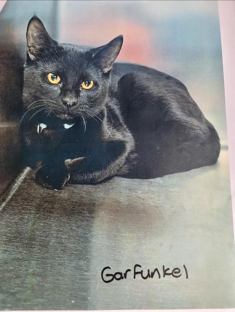 A young medium-sized male American Shorthair cat named Garfunkel for adoption in Heyburn, ID