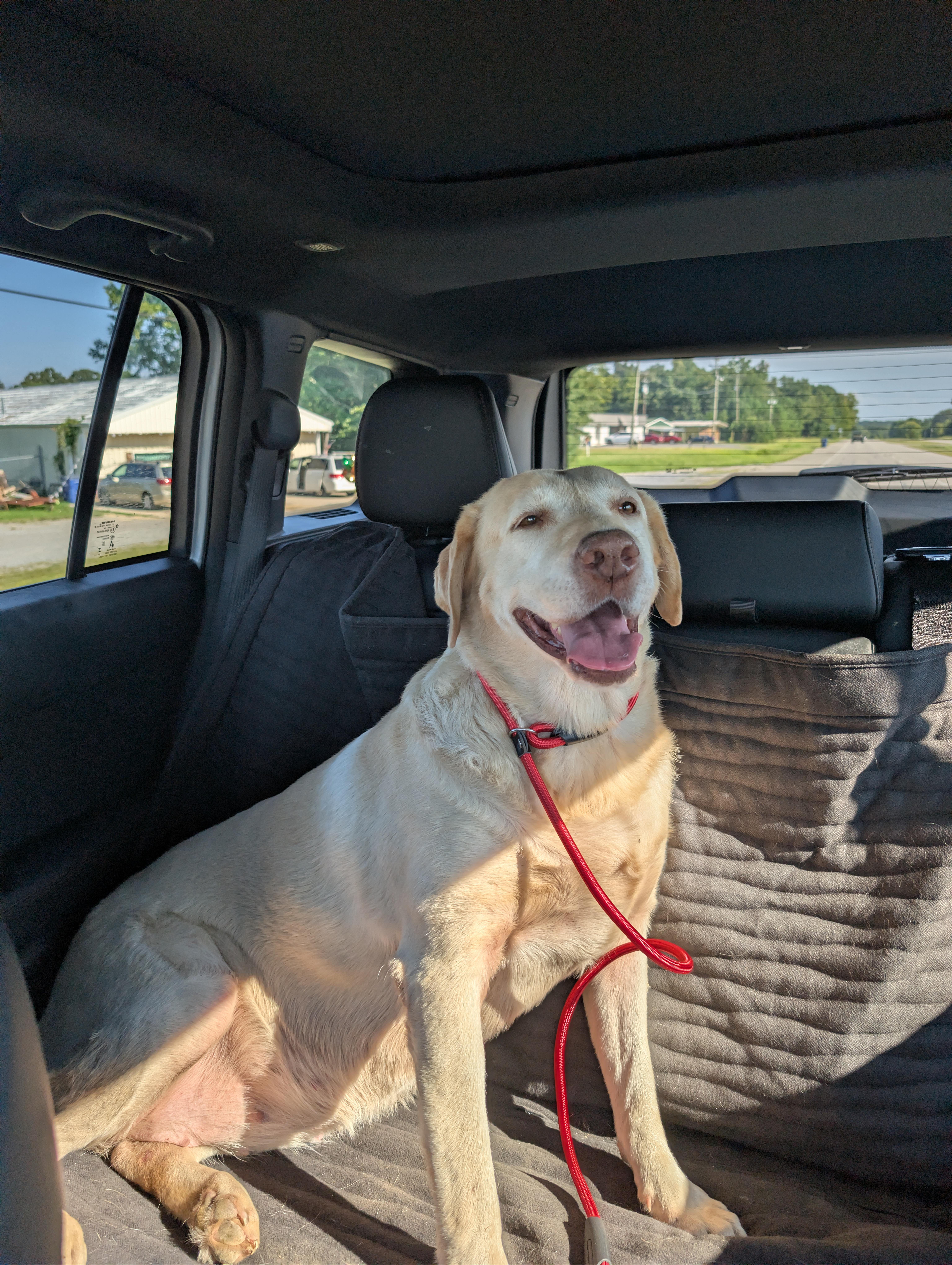 An adult large-sized female Yellow / Tan / Blond / Fawn Yellow Labrador Retriever dog named Sally for adoption in Grant, AL