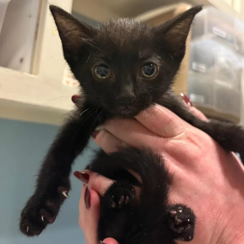 A baby small-sized male Black Domestic Short Hair cat named Dewey for adoption in Chattanooga, TN