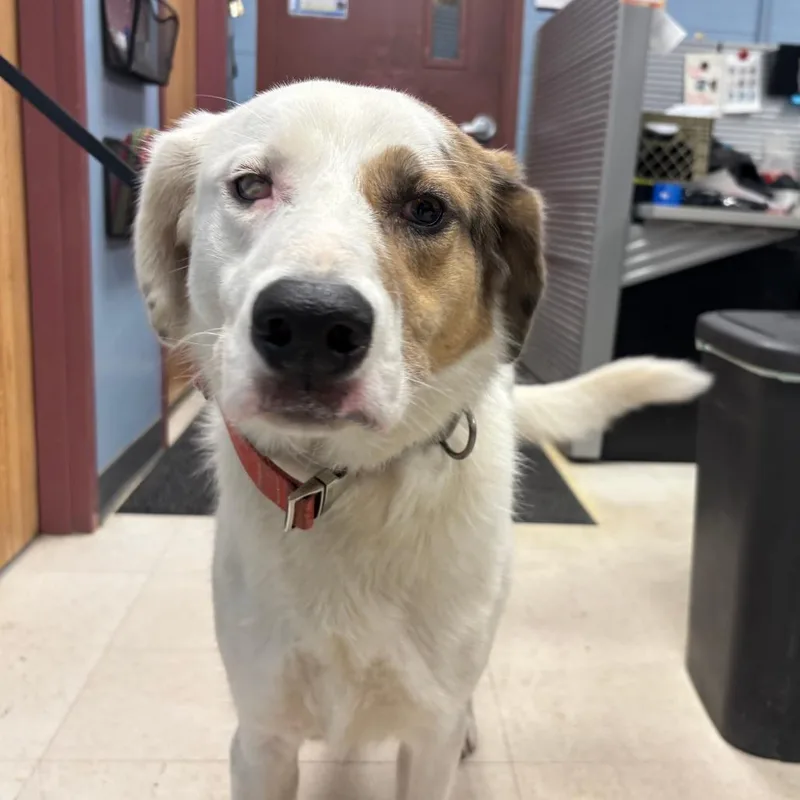 An adult medium-sized female White / Cream Australian Shepherd dog named Lady for adoption in St Joseph, MO