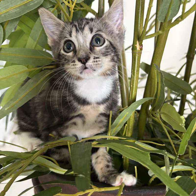 A baby small-sized female Tabby (Leopard / Spotted) Tabby cat named Anika for adoption in Miami, FL