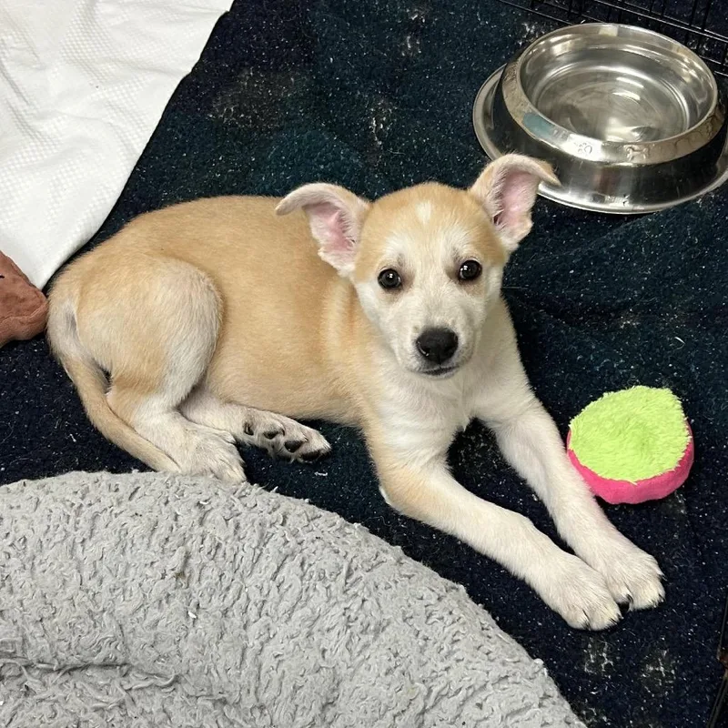 A baby small-sized female Yellow / Tan / Blond / Fawn Mixed Breed dog named Honey for adoption in Flagstaff, AZ