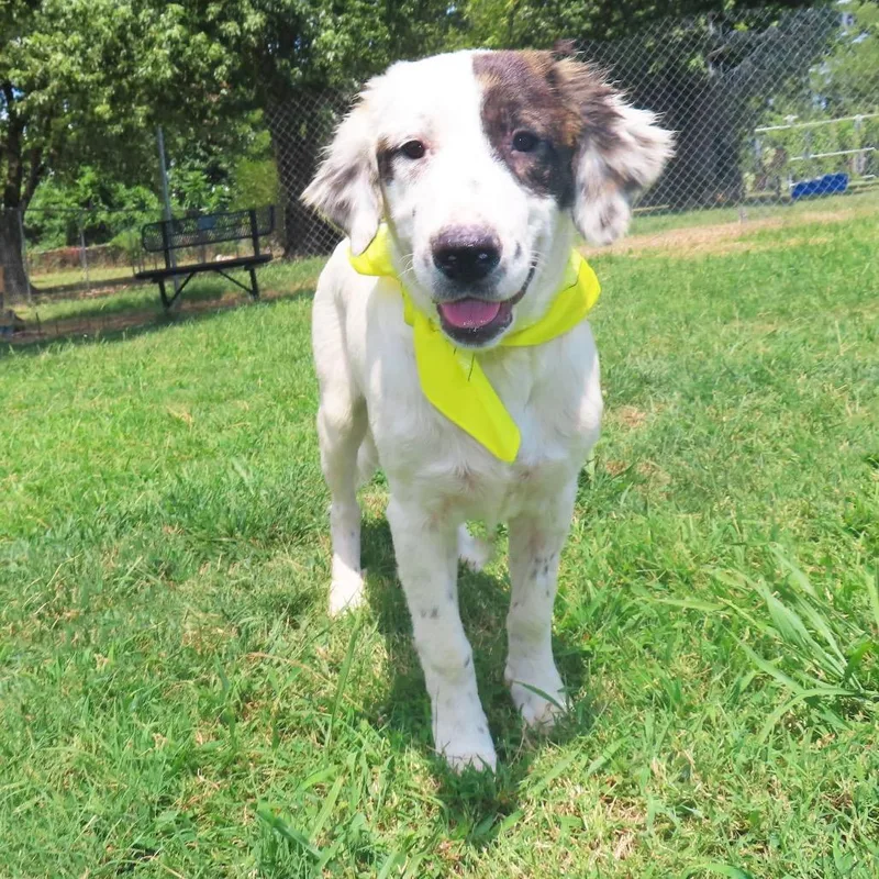 A young medium-sized female English Setter dog named Nellie for adoption in Wadena, MN