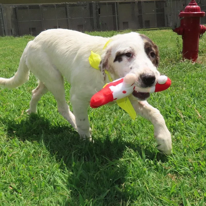 Nellie thumbnail 3