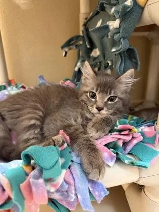 A baby small-sized male Domestic Medium Hair cat named Stitch for adoption in Pleasanton, CA