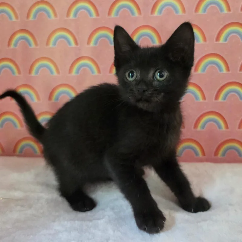 A baby small-sized female Black Domestic Short Hair cat named McKinna for adoption in Fredericksburg, VA
