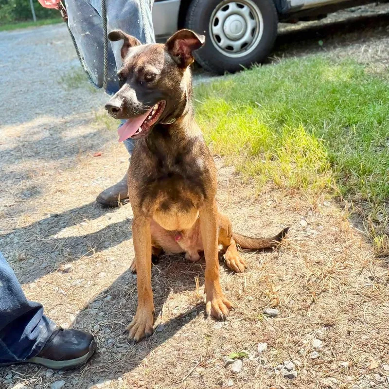 A young medium-sized male Shepherd dog named Memphis for adoption in Washington, DC