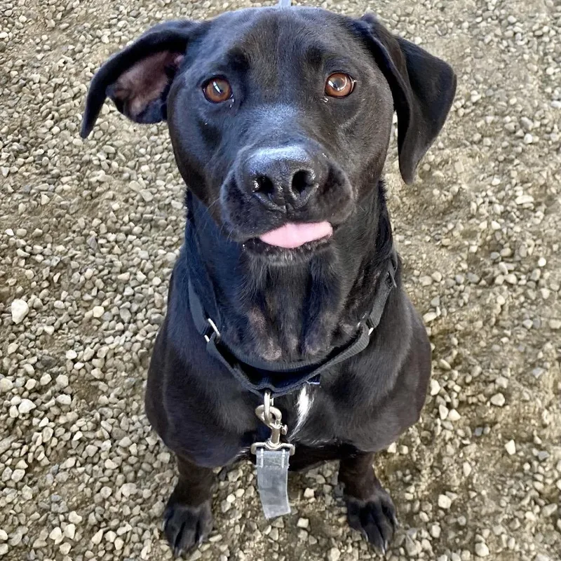 An adult medium-sized female Black Hound dog named Anabelle Minnie for adoption in Ballston Spa, NY