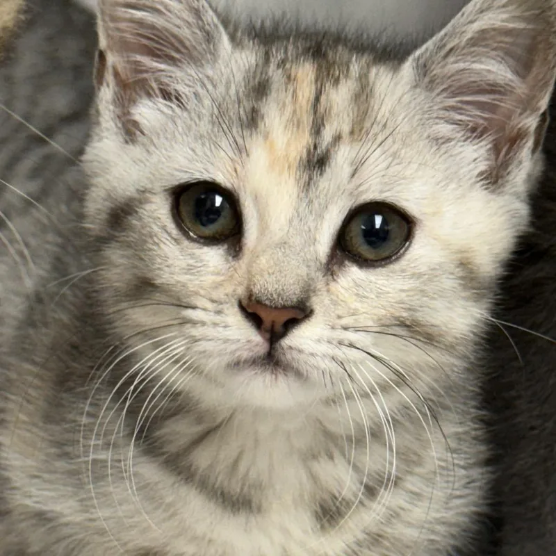 A baby small-sized female Torbie Domestic Short Hair cat named Ash for adoption in Perkiomenville, PA