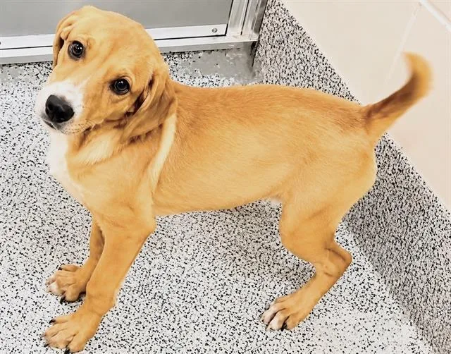 A baby medium-sized female Pointer dog named Sugar for adoption in Houston, TX