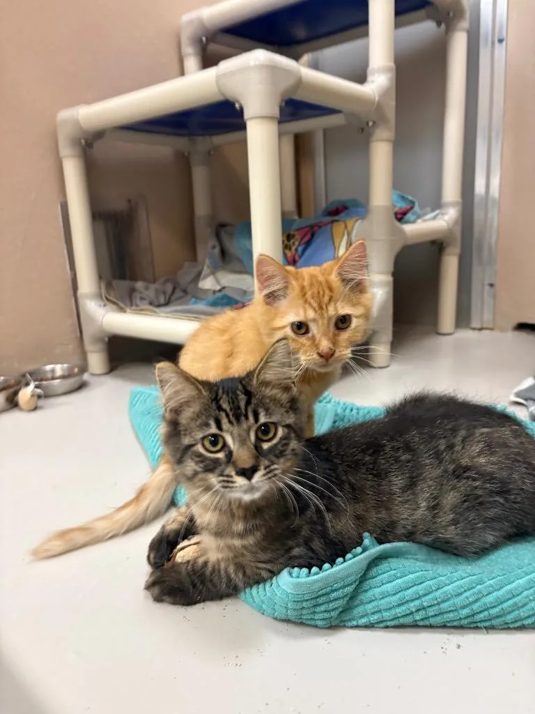 A baby medium-sized female Domestic Long Hair cat named Gloria for adoption in Findlay, OH