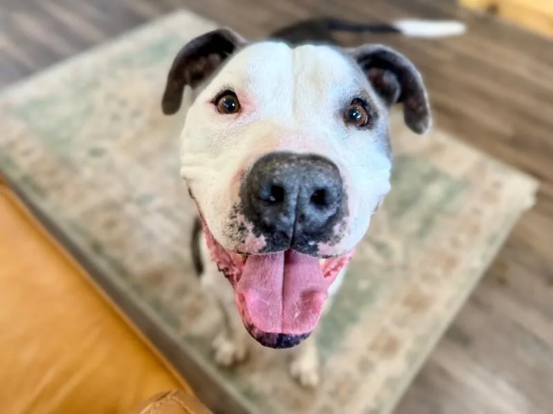 An adult large-sized male White / Cream American Staffordshire Terrier dog named Georgie Smiles With The for adoption in Friendswood, TX