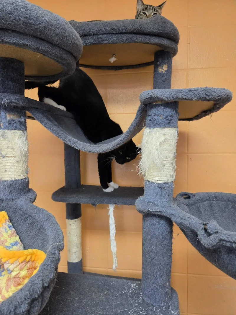 An adult medium-sized male Black & White / Tuxedo Domestic Short Hair cat named Spaghetti for adoption in Chilton, WI