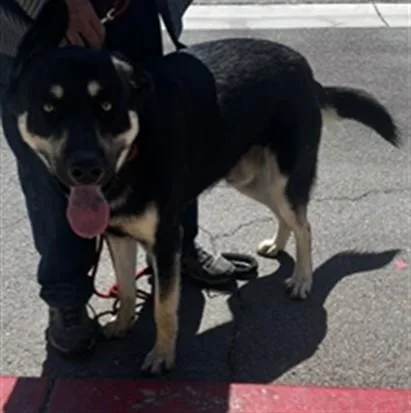 A young medium-sized male German Shepherd Dog dog named Romeo for adoption in Downey, CA