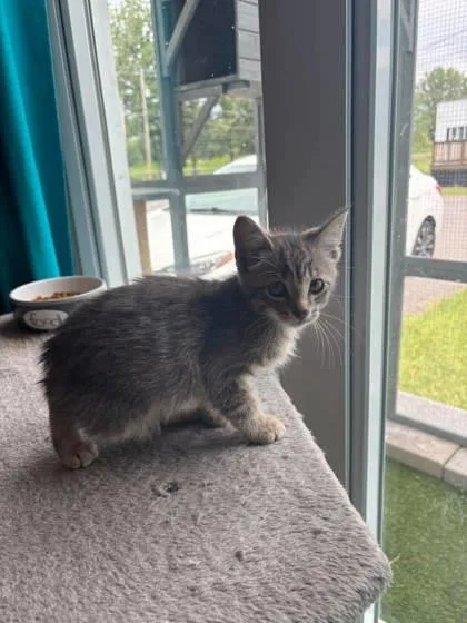 A baby small-sized male Domestic Short Hair cat named Sam for adoption in Paducah, KY