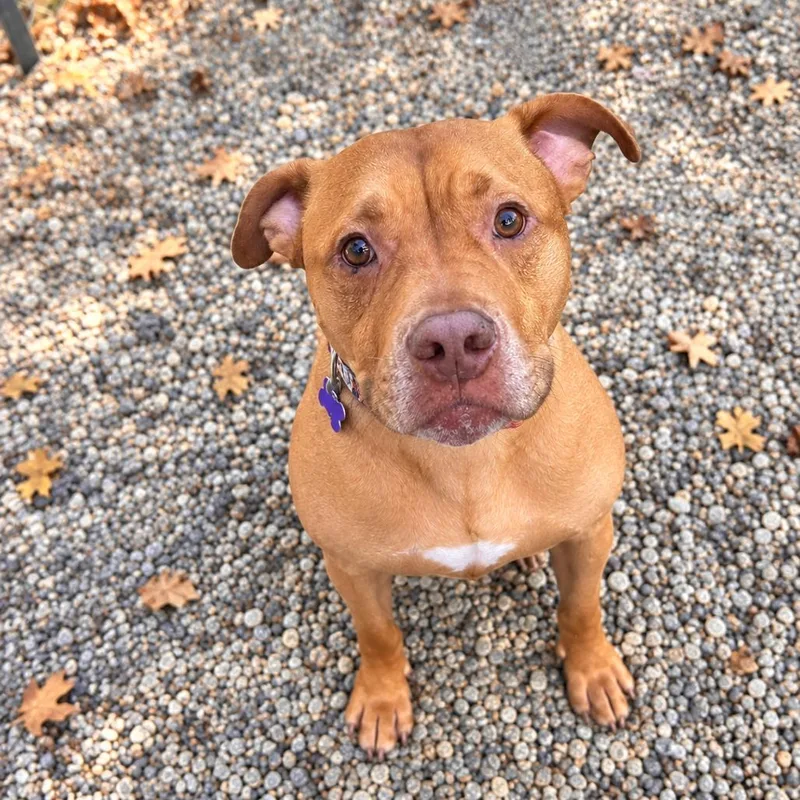An adult medium-sized male Mixed Breed dog named Mochi for adoption in Hopkinton, MA