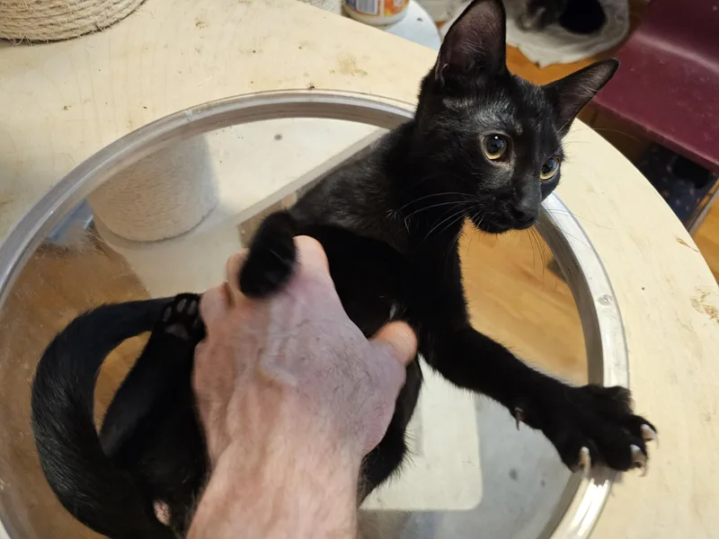 A baby medium-sized male American Shorthair cat named Trouble for adoption in Houston, TX