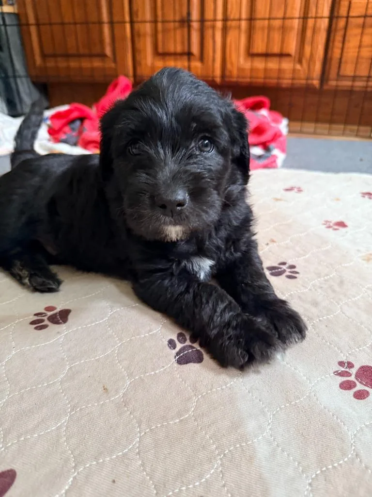A baby medium-sized male Poodle dog named Aries for adoption in sun prairie, WI