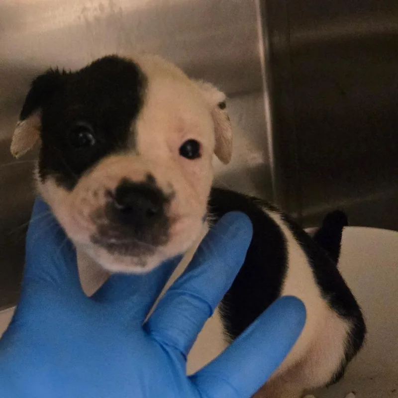 A baby small-sized female White / Cream Mixed Breed dog named Trouble for adoption in Columbus, GA