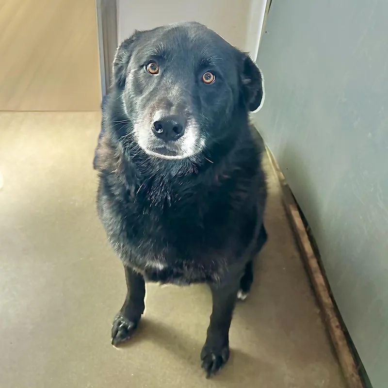 An adult large-sized male Black Akita dog named Goliath for adoption in Weatherford, TX
