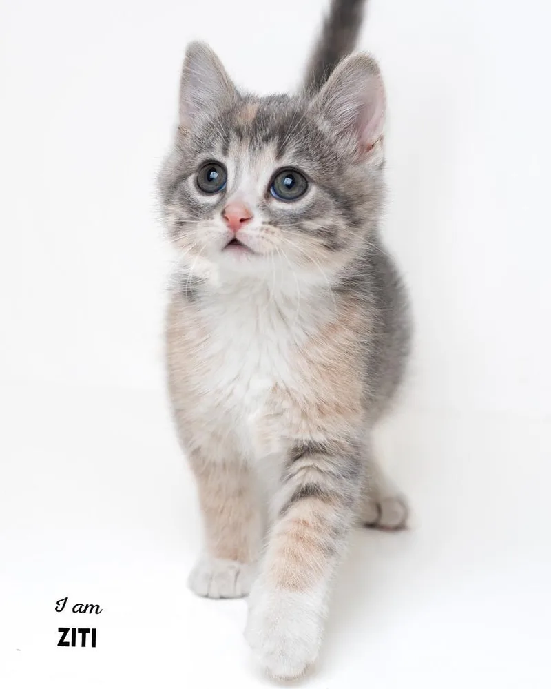A baby medium-sized female Domestic Short Hair cat named Ziti for adoption in Boone, IA