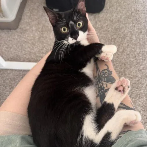 A baby medium-sized male Domestic Short Hair cat named Oliver GS for adoption in Tampa, FL