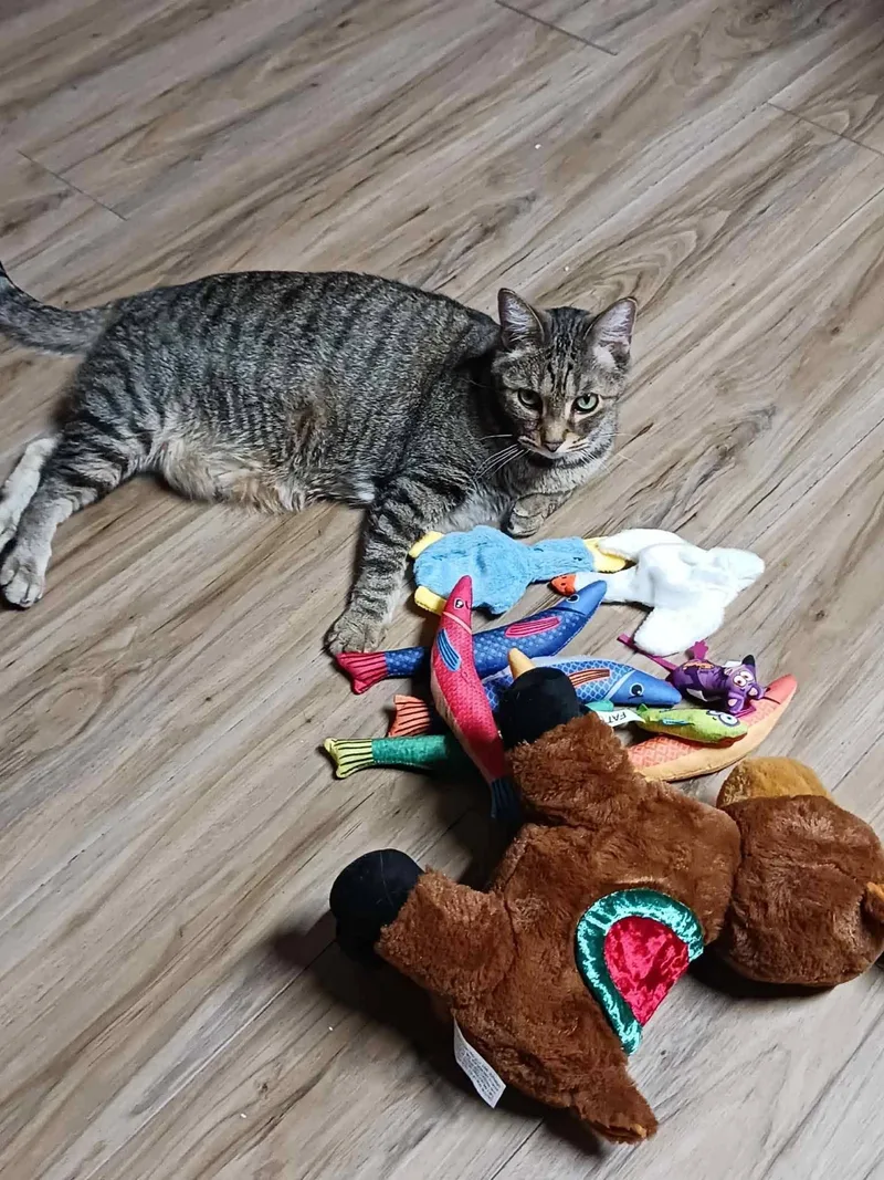 A senior medium-sized male Brown / Chocolate Domestic Short Hair cat named Oscar for adoption in Ann Arbor, MI