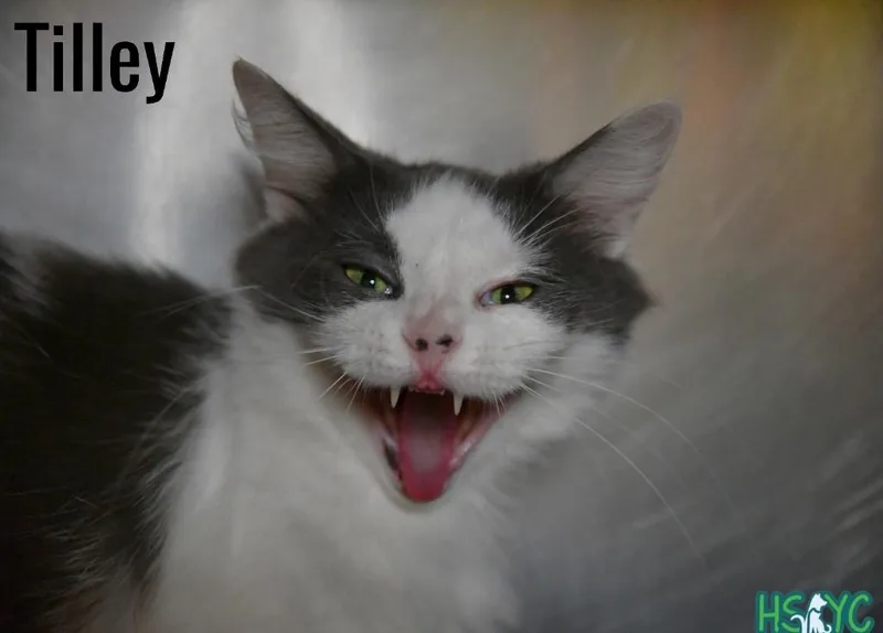 A young medium-sized female Domestic Short Hair cat named Tilley for adoption in Fort Mill, SC