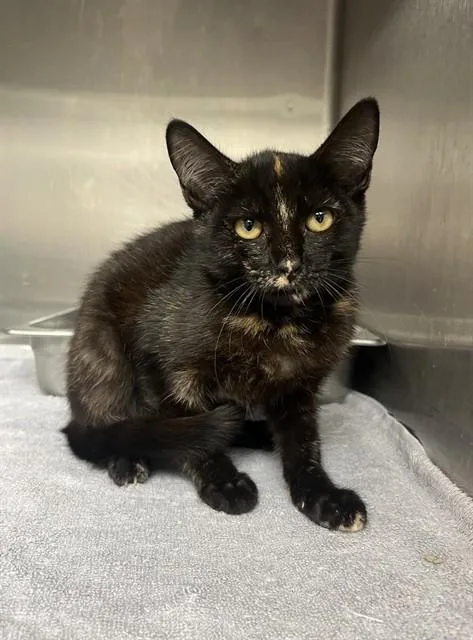 A young small-sized female Domestic Short Hair cat named Quinn for adoption in Augusta, GA