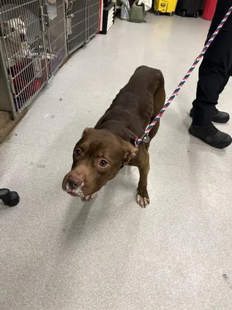 A young medium-sized male Pit Bull Terrier dog named James Dean for adoption in Indianapolis, IN