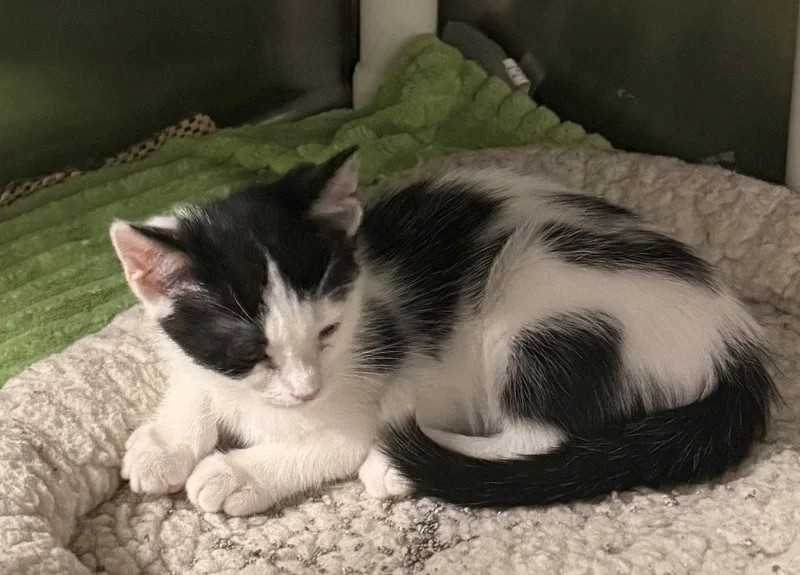 A young medium-sized female Domestic Short Hair cat named Ariel for adoption in Evergreen, CO