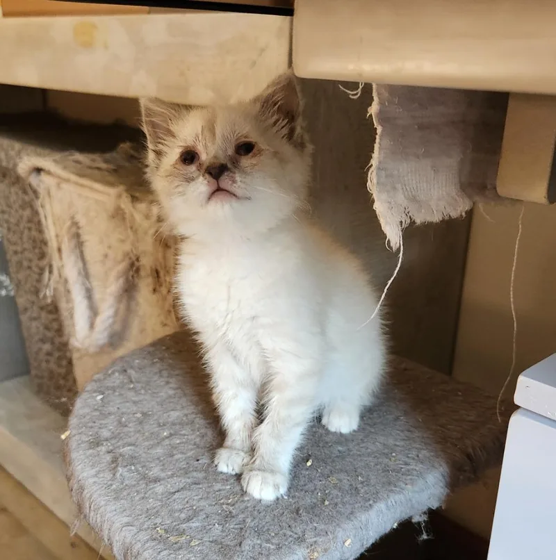 A baby medium-sized female Domestic Medium Hair cat named Daphne for adoption in Brainardsville, NY
