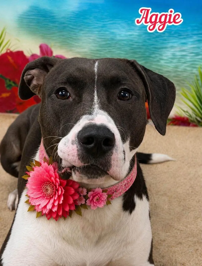 An adult medium-sized female Black Mixed Breed dog named Aggie for adoption in Flint, MI